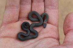 Diadophis punctatus modestus