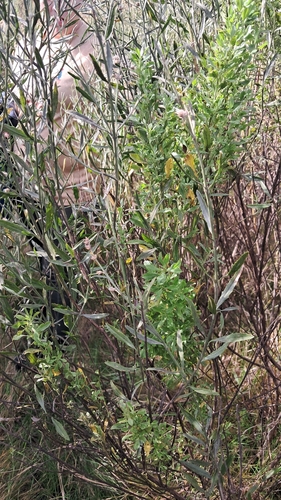 Baccharis spicata
