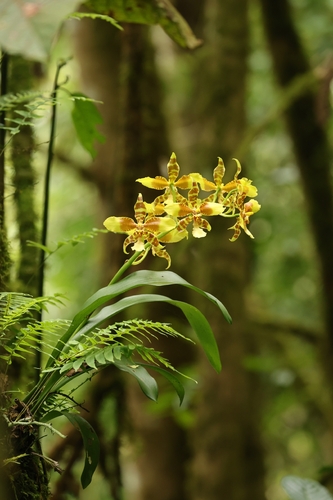 Rossioglossum schlieperianum