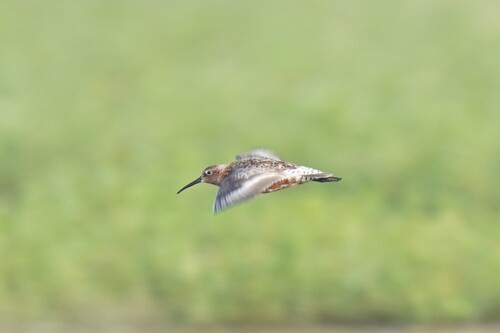 iNaturalist image