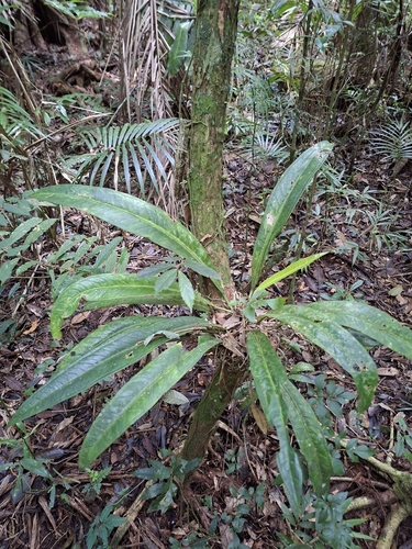 Anthurium comtum