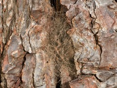 Socca pustulosa