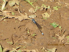 Argia oculata