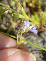 Downingia cuspidata