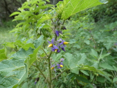 Solanum palinacanthum