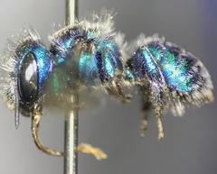 Osmia aglaia