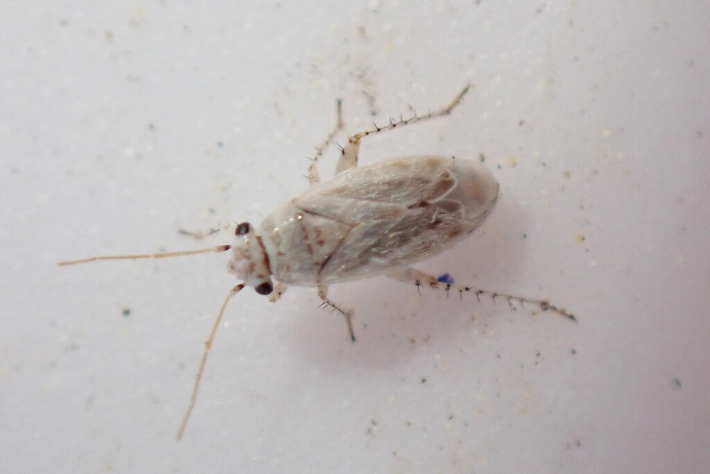 Europiella stigmosa