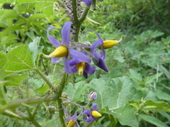 Solanum palinacanthum