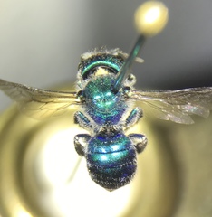 Osmia aglaia