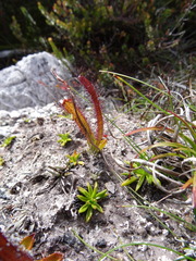 Drosera murfetii