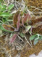 (c) Alex Day, some rights reserved (CC BY) Hieracium maculatum, photograph (c) Alex Day, some rights reserved (CC BY)