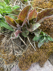 (c) Alex Day, some rights reserved (CC BY) Hieracium maculatum, photograph (c) Alex Day, some rights reserved (CC BY)