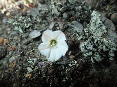 Convolvulus verecundus