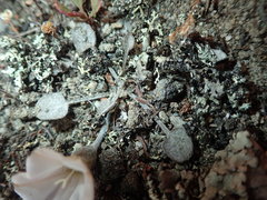 Convolvulus verecundus