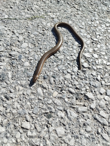 Common Slowworm
