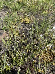 Plagiobothrys austinae