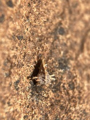 Plagiobothrys austinae