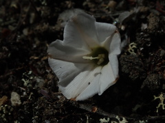 Convolvulus verecundus