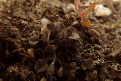 Convolvulus verecundus