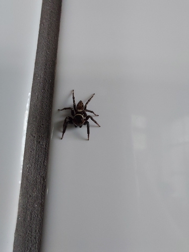 Adanson's House Jumper