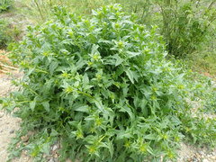 Sisymbrium polyceratium