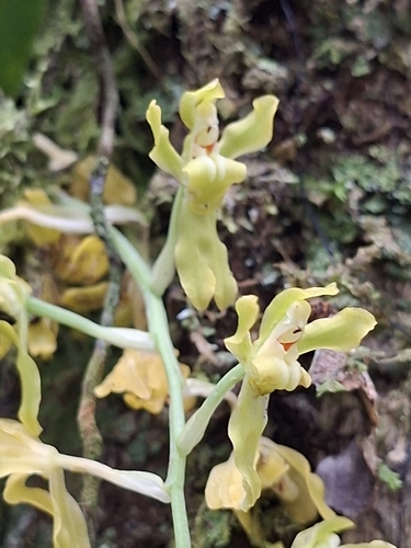 Gomesa planifolia