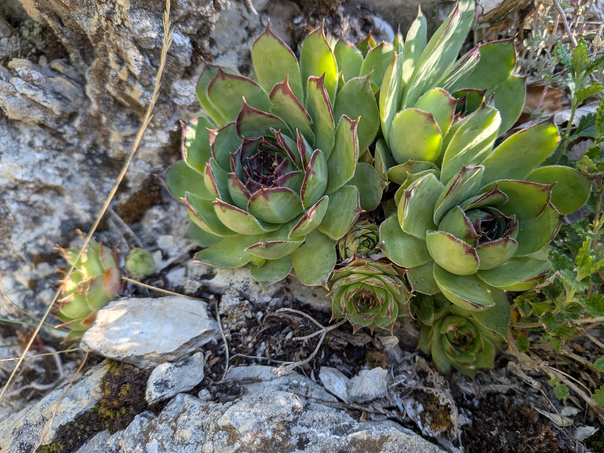 Sempervivum cantalicum Jord. & Fourr.