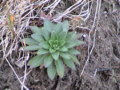 Draba jorullensis