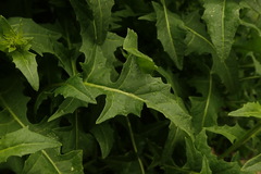 Sisymbrium polyceratium