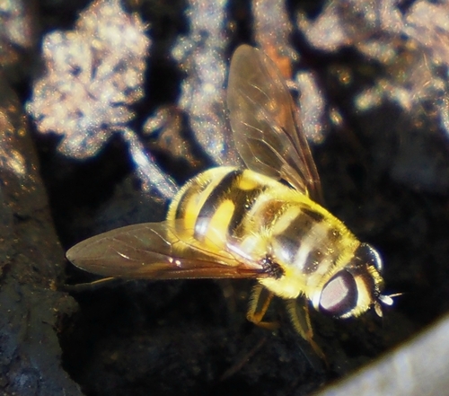 Yellow-haired Sun Fly