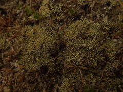 Xanthoparmelia molliuscula