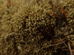 Xanthoparmelia molliuscula