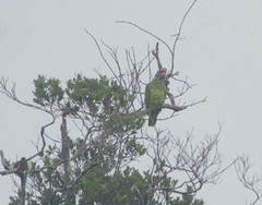 Amazona brasiliensis