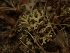 Xanthoparmelia molliuscula