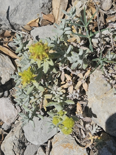Teucrium aureum, photograph 2