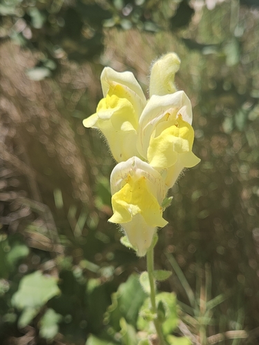 Antirrhinum latifolium, photograph 6