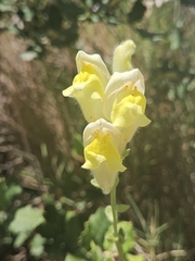 Antirrhinum latifolium, photograph (c) Alessia Guggisberg, some rights reserved (CC BY-SA)