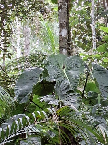 Philodendron ornatum