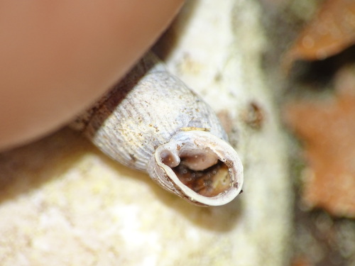 Clausilia cruciata observed 2026-05-24