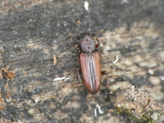 Bothrideres bipunctatus