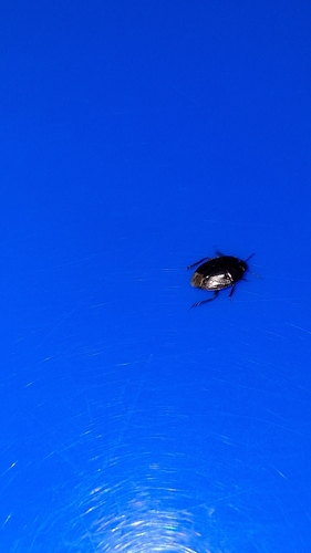 Macroscytus brunneus