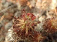 Drosera neocaledonica