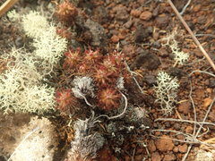 Drosera neocaledonica