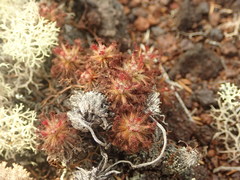 Drosera neocaledonica