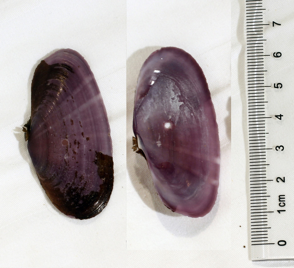 Diphos Sanguin