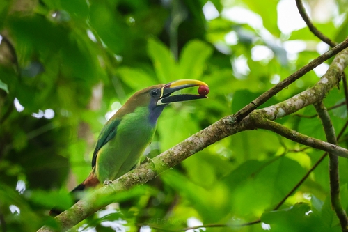 Blue-throated Toucanet