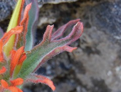 Castilleja pruinosa