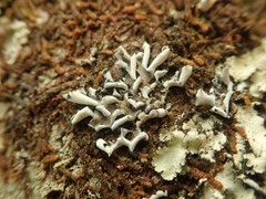 Erioderma sorediatum