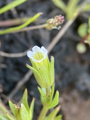 Gratiola ebracteata