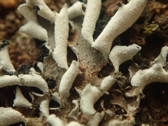 Erioderma sorediatum